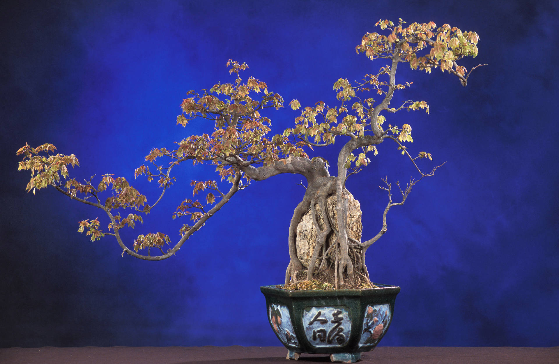 Bonsai Tree Full Cascade Kengai Photography Wallpaper