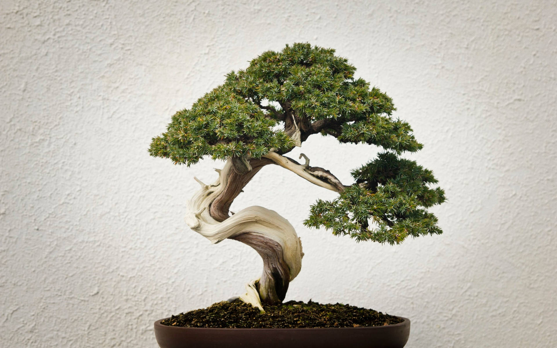 Bonsai Tree Informal Upright Style Plant Photography Wallpaper