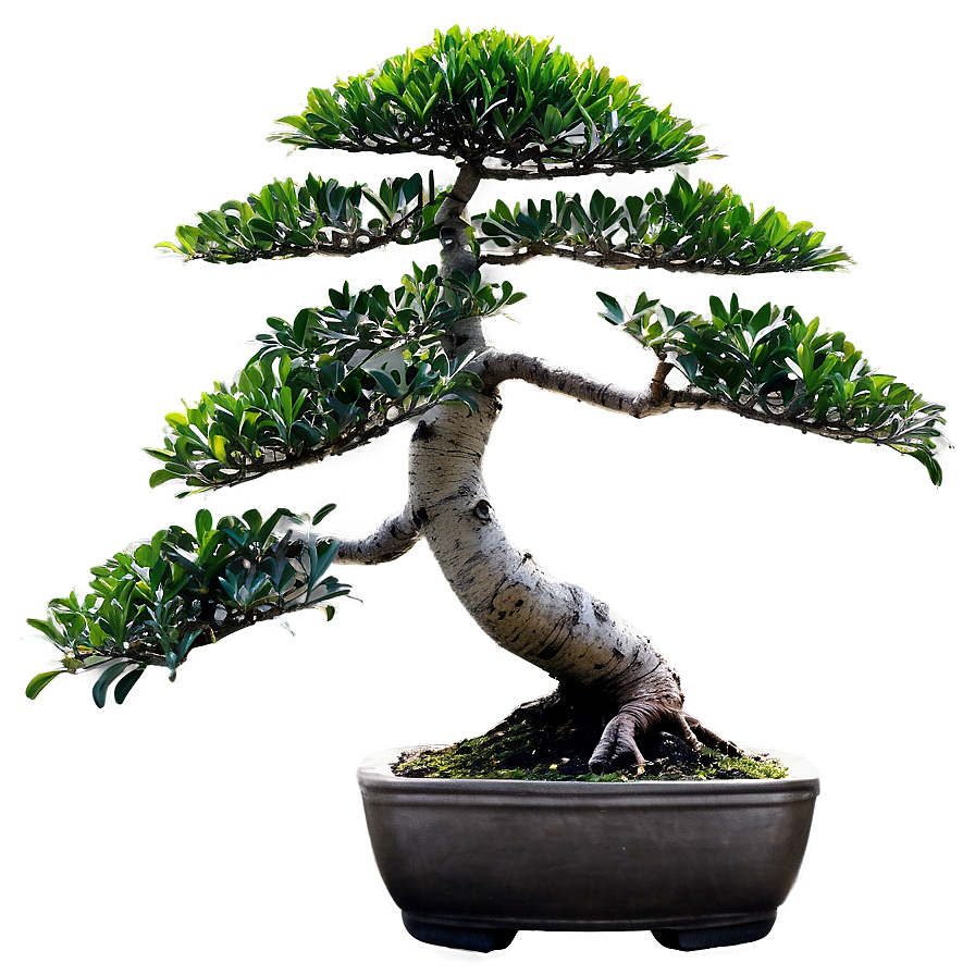 Bonsai Tree Leaves Png 06252024 PNG