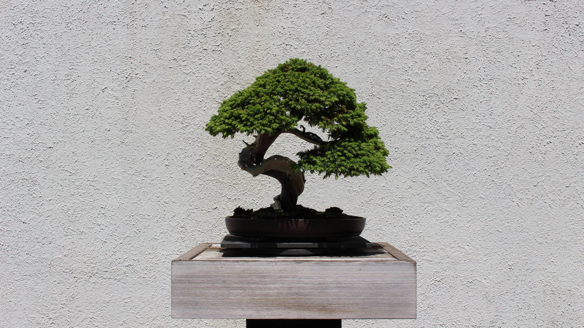 Bonsai Tree Moyogi Style Tiny Plant Photography Wallpaper
