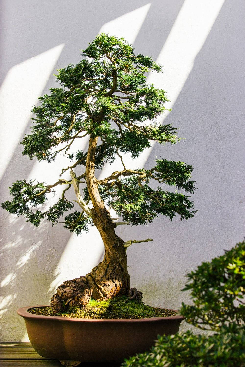 Bonsai Tree Moyogi Upright Style Plant Photography Wallpaper