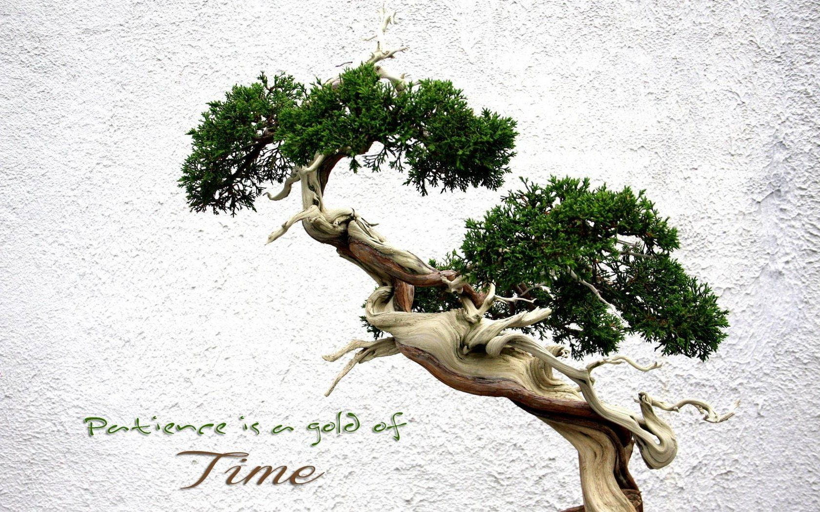 Bonsai Tree Patience Quotes Photography Wallpaper