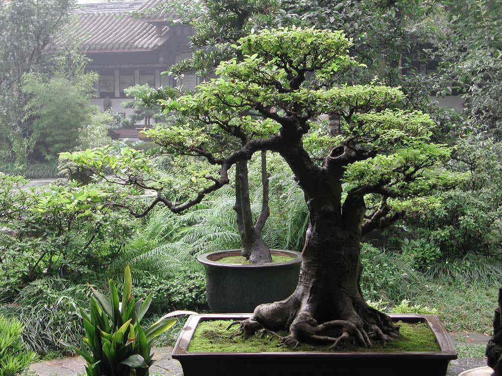 This exotic Bonsai Tree with crystal-like bark looks like a piece of art.