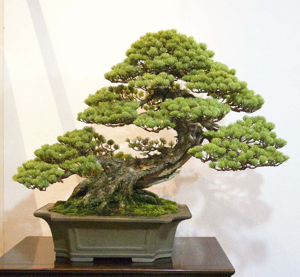 A miniature Bonsai Tree inside a peaceful home space.
