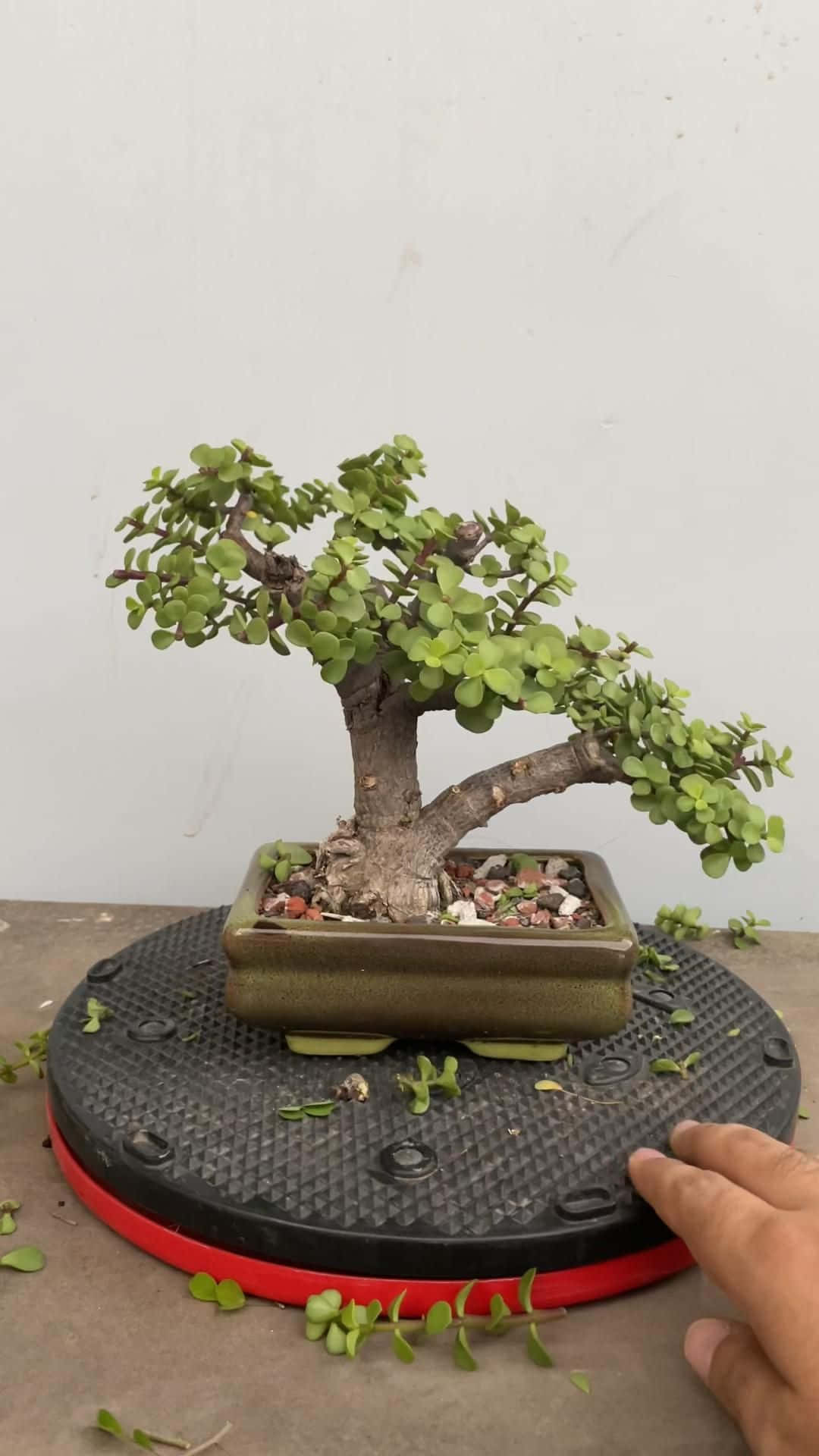 An enchanting bonsai tree in its pots - the perfect combination of beauty and harmony