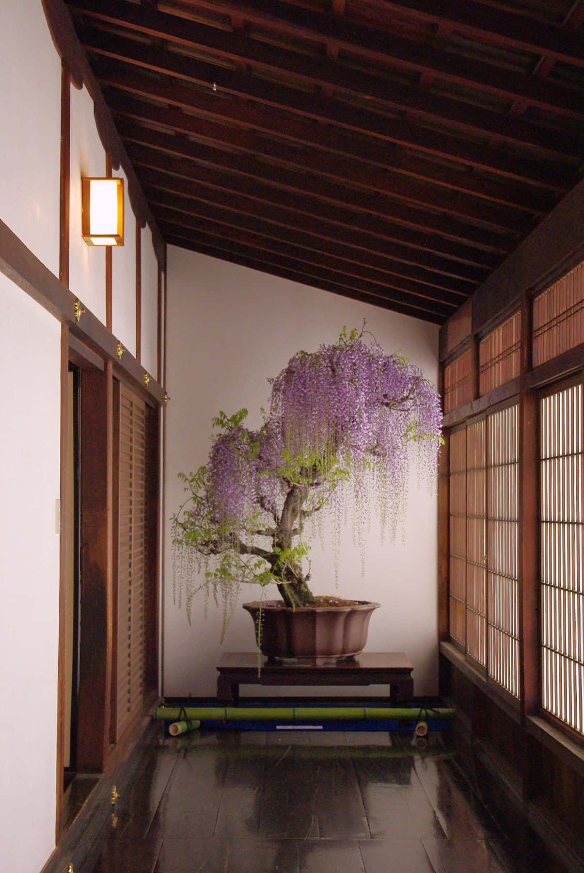 Konstenatt Odla Bonsai - En Imponerande, Antik Tradition