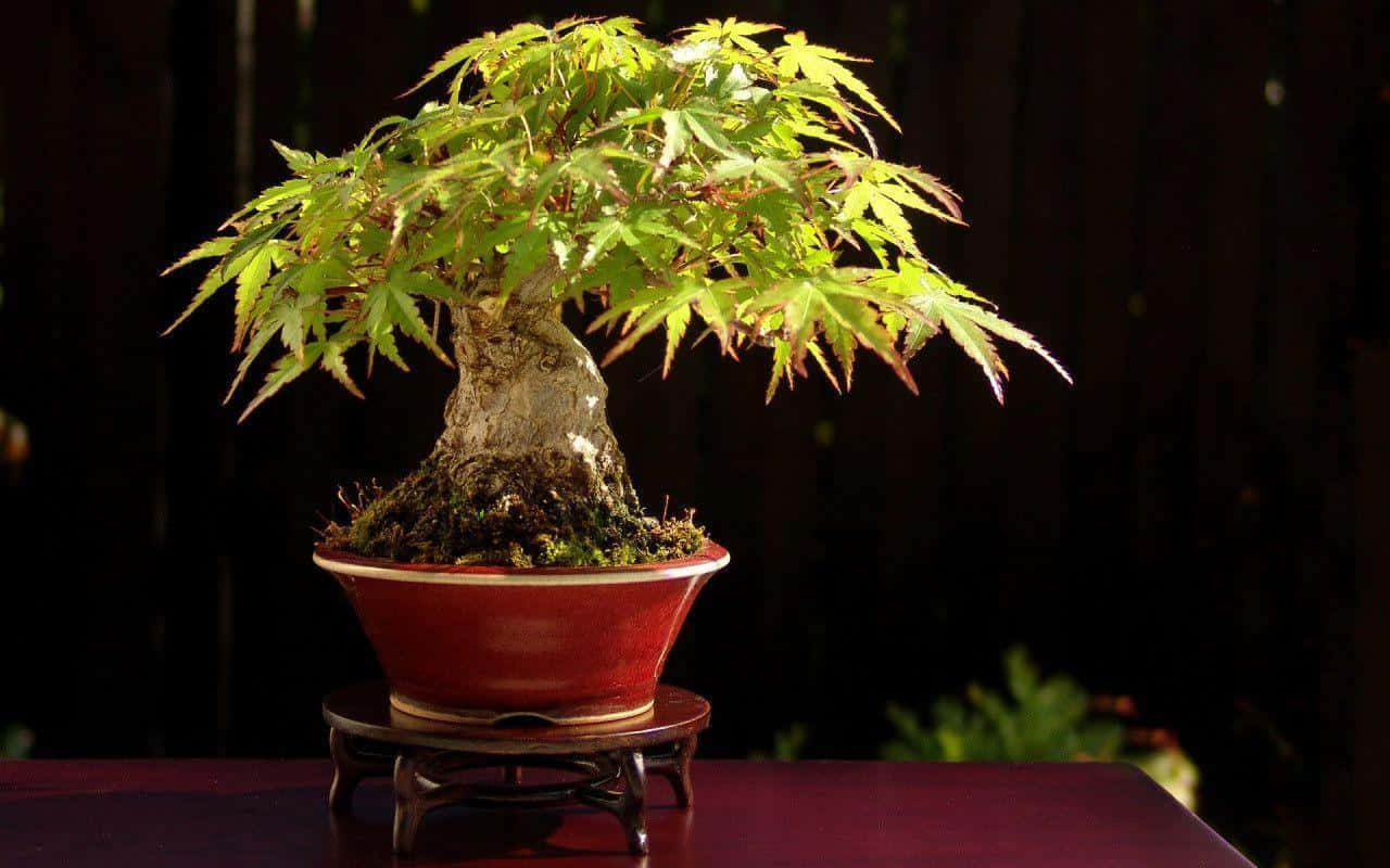 A Bonsai Tree Is The Perfect Accent For Any Home