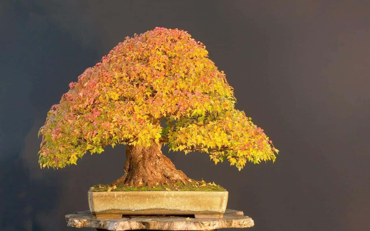 A Bonsai Tree With Yellow Leaves On Top Of A Wooden Stand