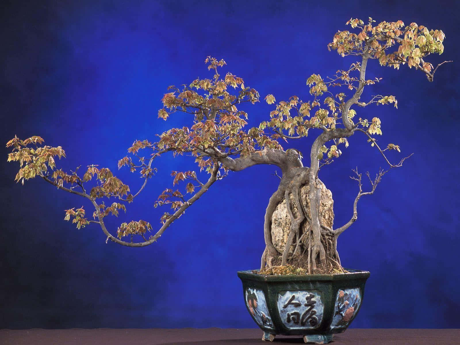 A Bonsai Tree In A Blue Pot