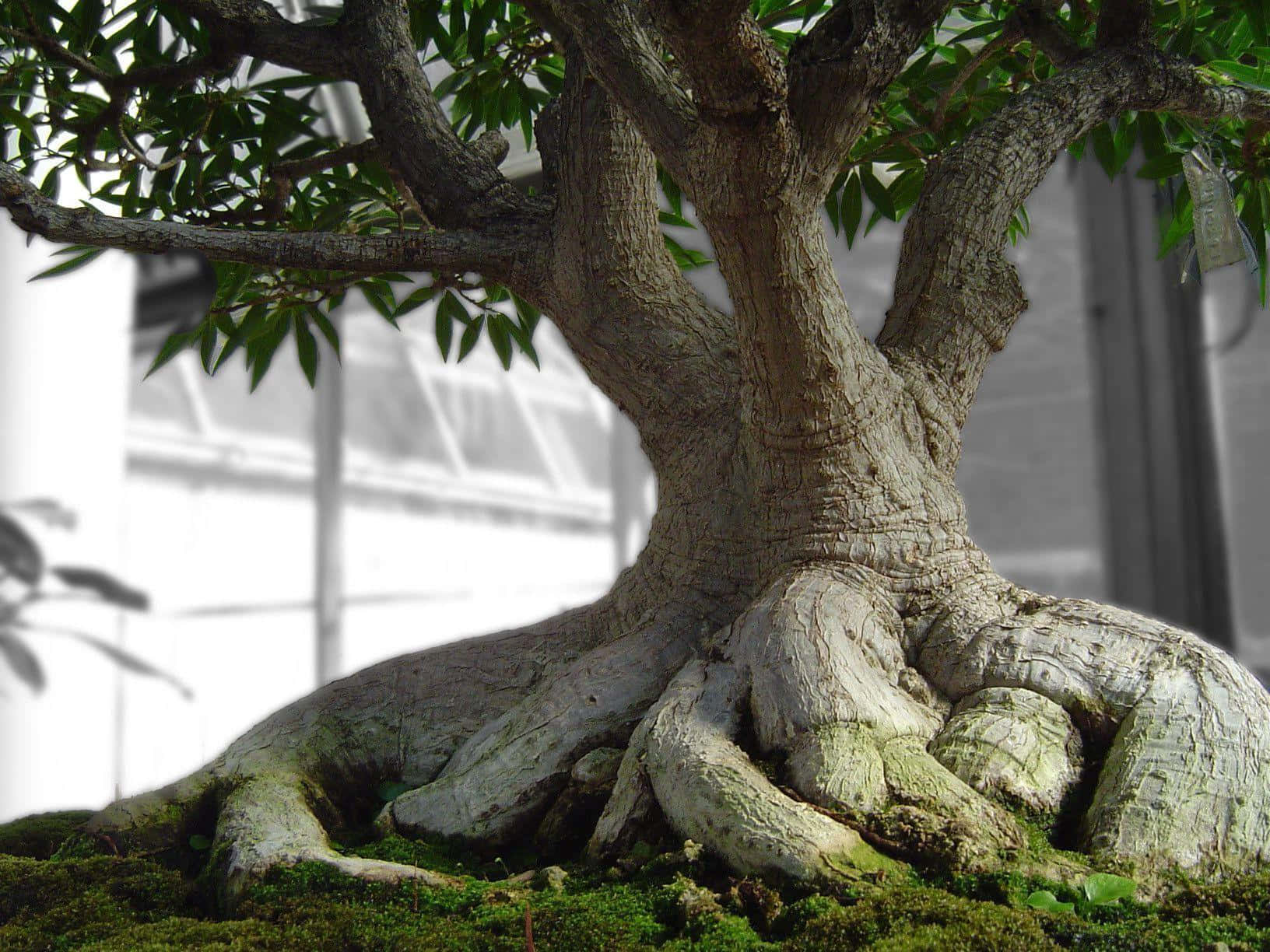 Enlivlig Skärm Med En Bonsai-träd I Full Blom.