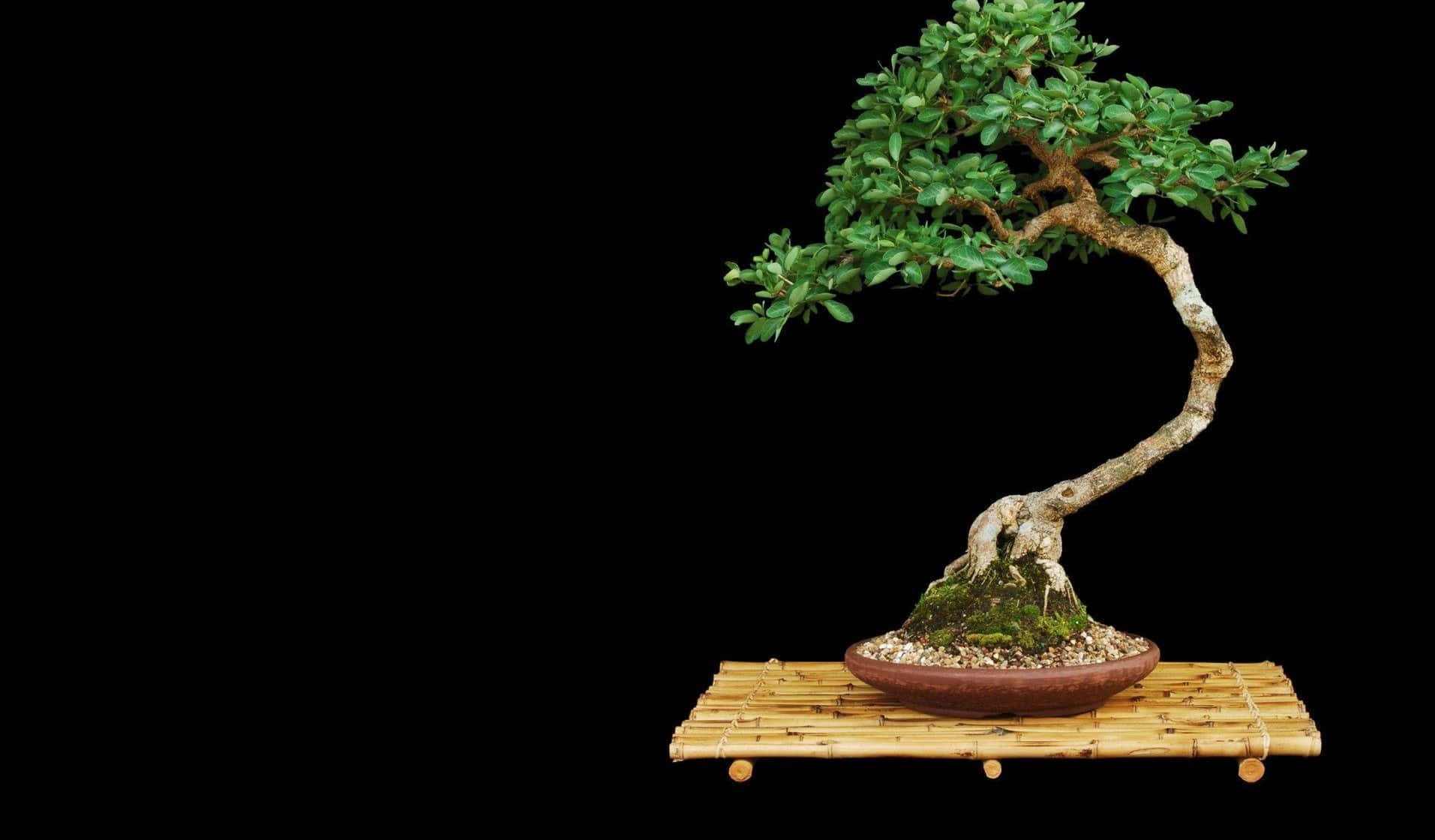 The Graceful Art of Bonsai Tree