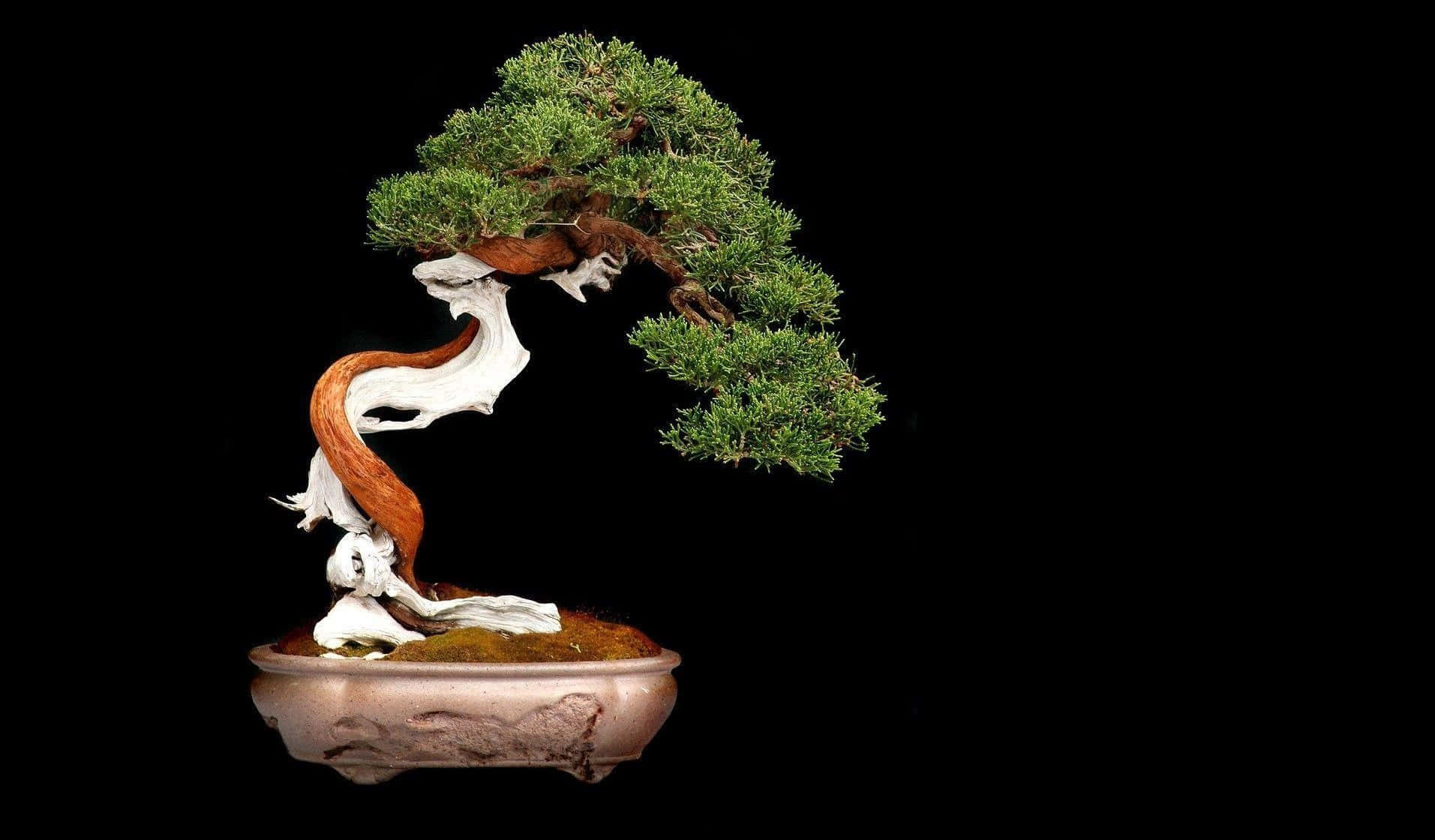 An elegant bonsai tree