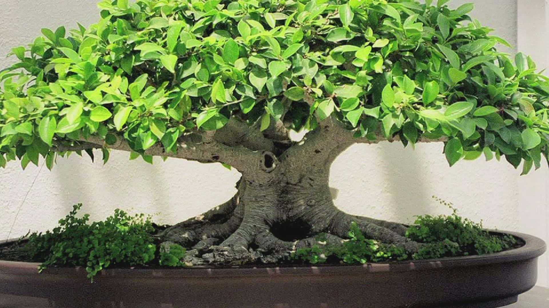 Bonsai Tree in its Natural Habitat