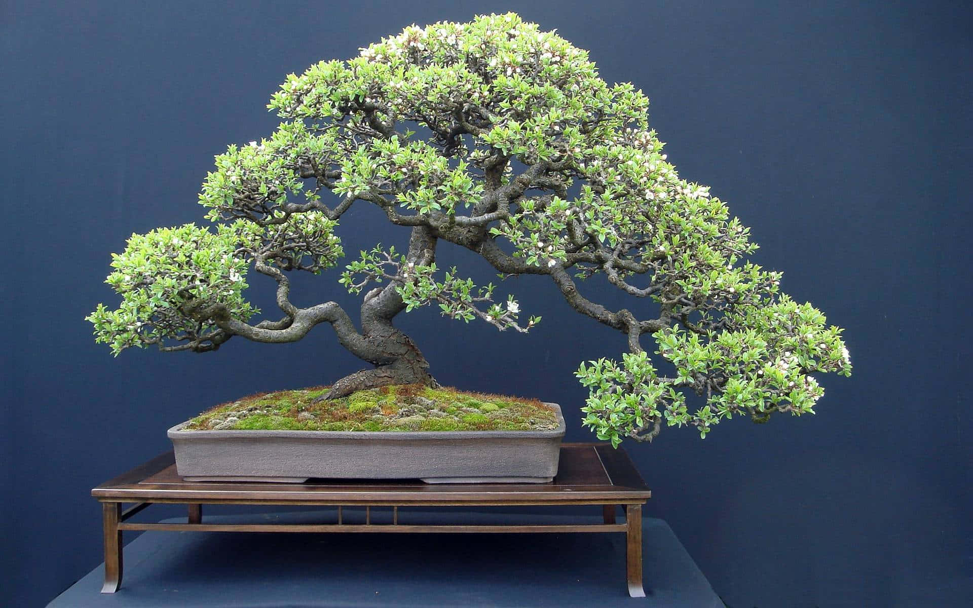 A Bonsai Tree On A Stand With A Blue Background