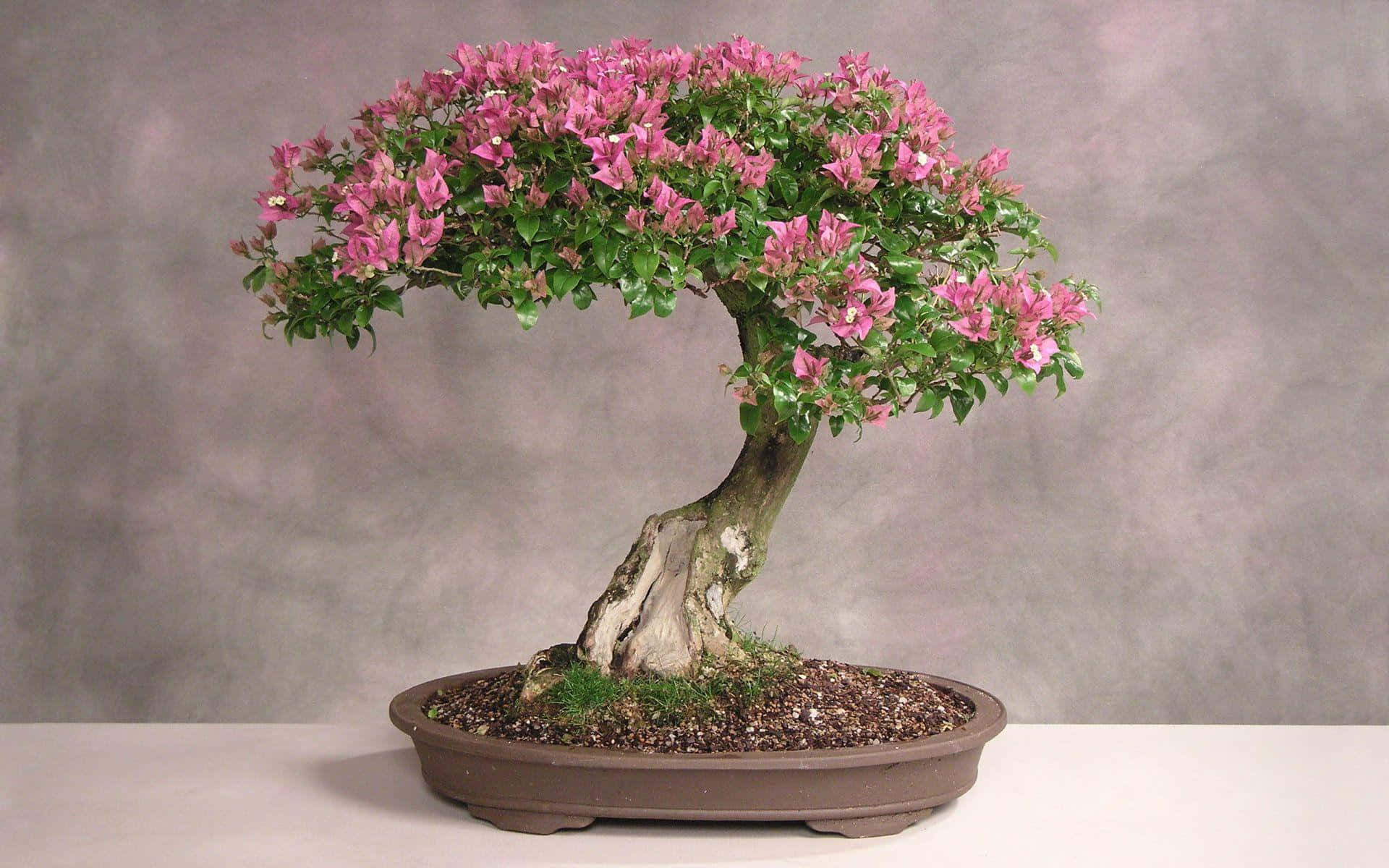 "This Traditional Bonsai Tree is a Work of Art"