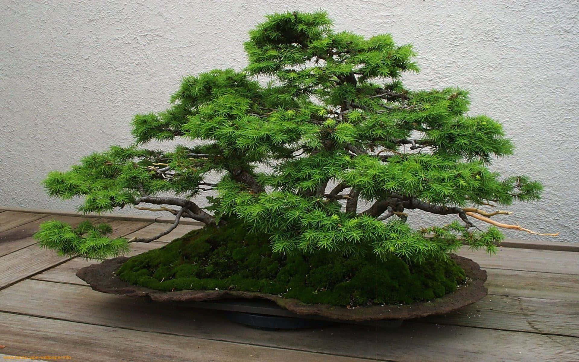 A Bonsai Tree Is Sitting On A Wooden Table