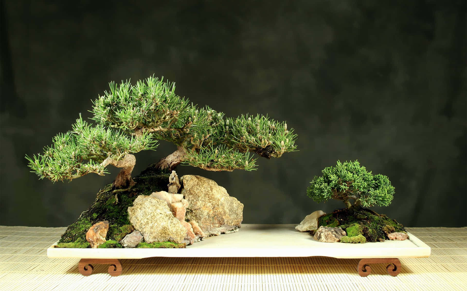 A majestic bonsai tree on display
