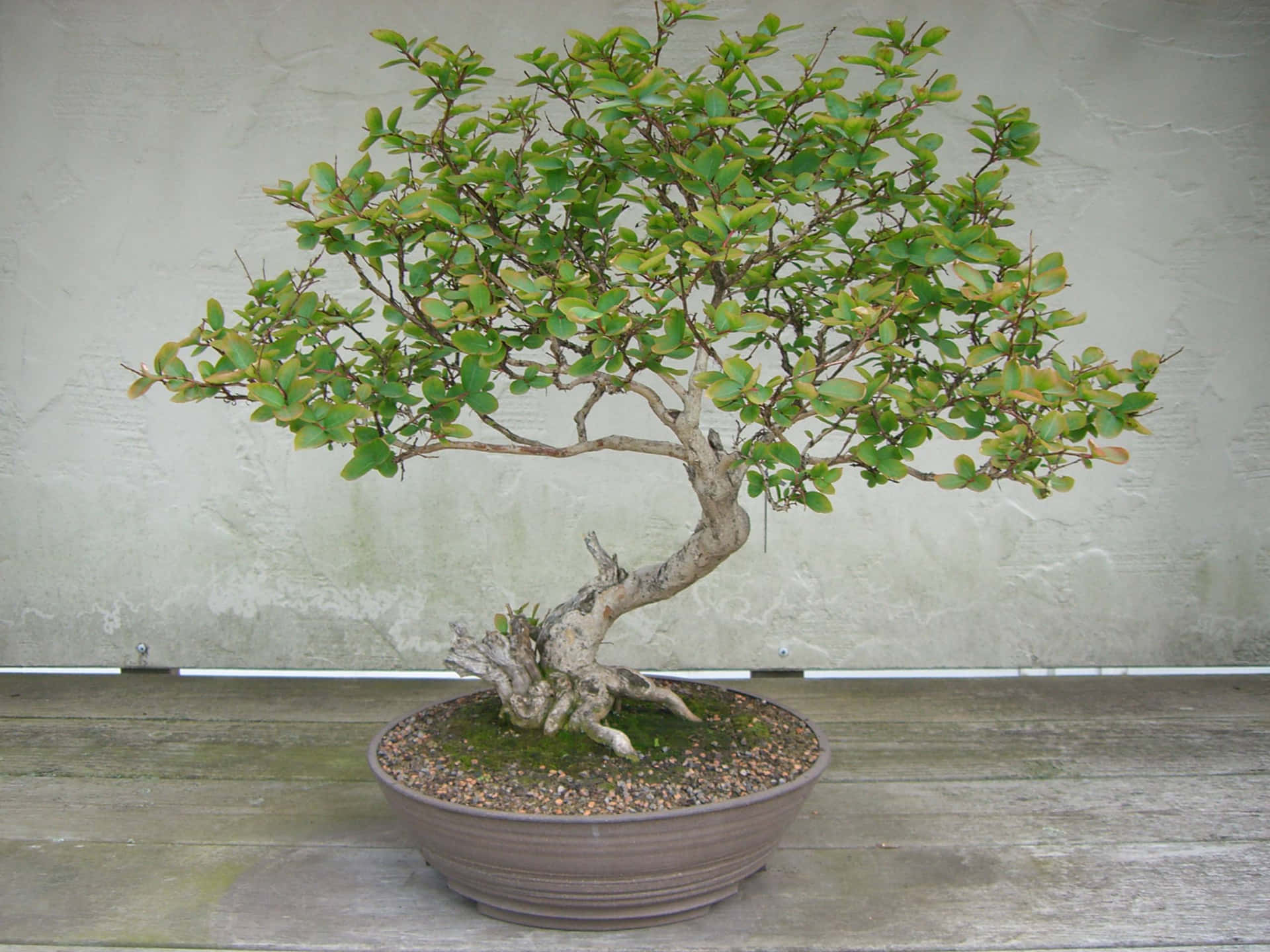 A Small Tree In A Pot