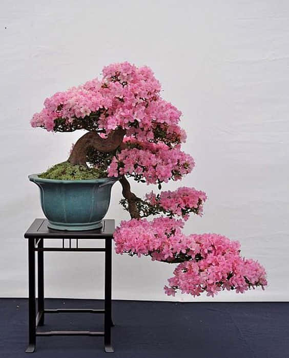 Ancient bonsai tree blossoming at the Wisteria Festival in Germany