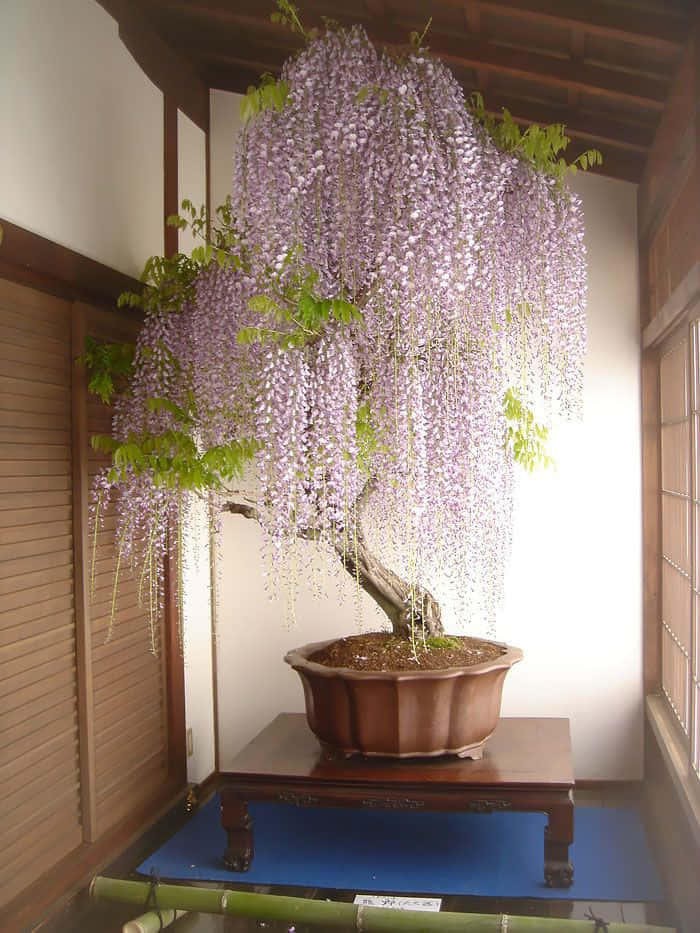 A Wisteria Tree In A Room