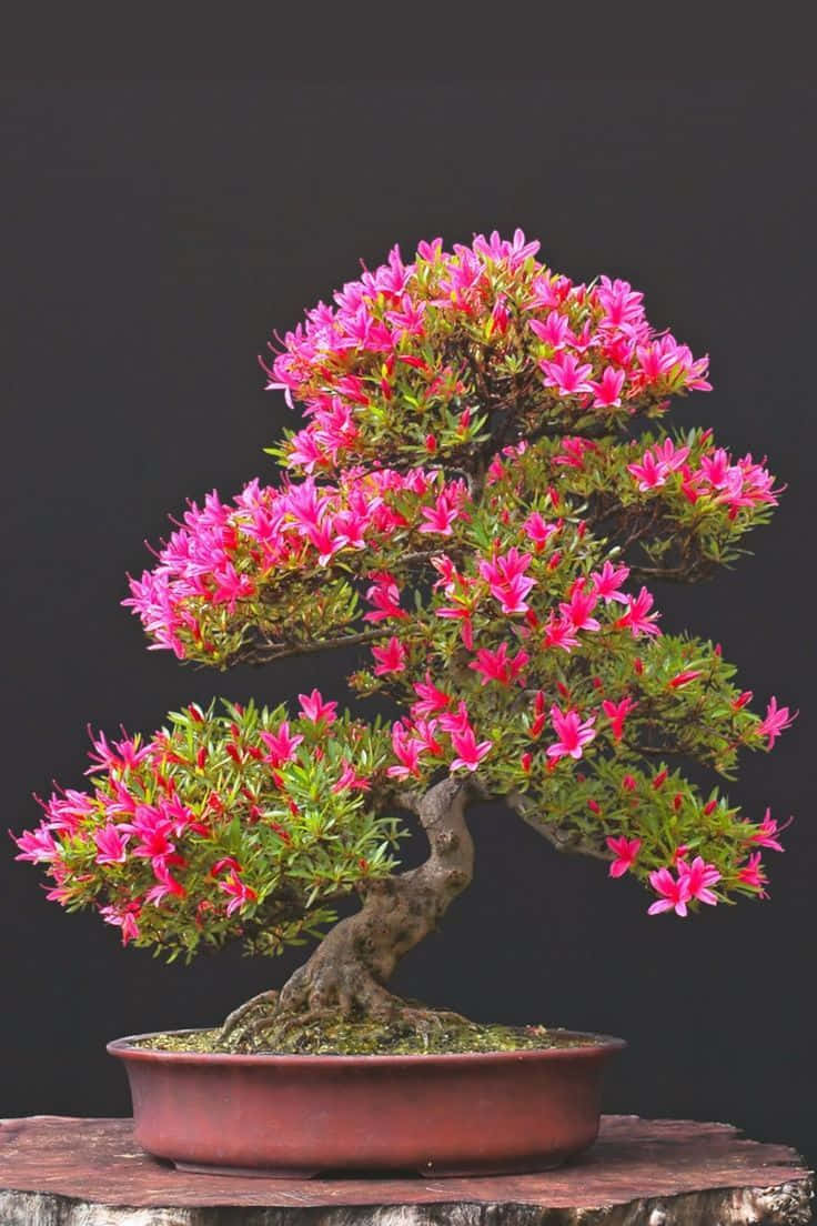 A Gorgeous, Miniature Bonsai Tree
