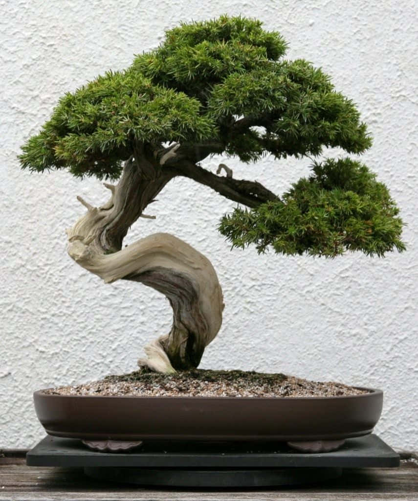 A lush and vibrant bonsai tree on display