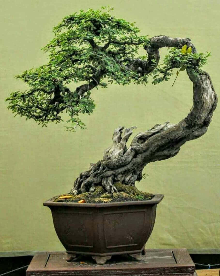 Majestic Bonsai Tree