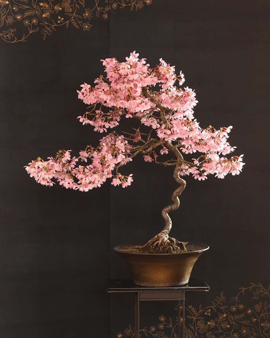 Admire the beauty of a delicate bonsai tree