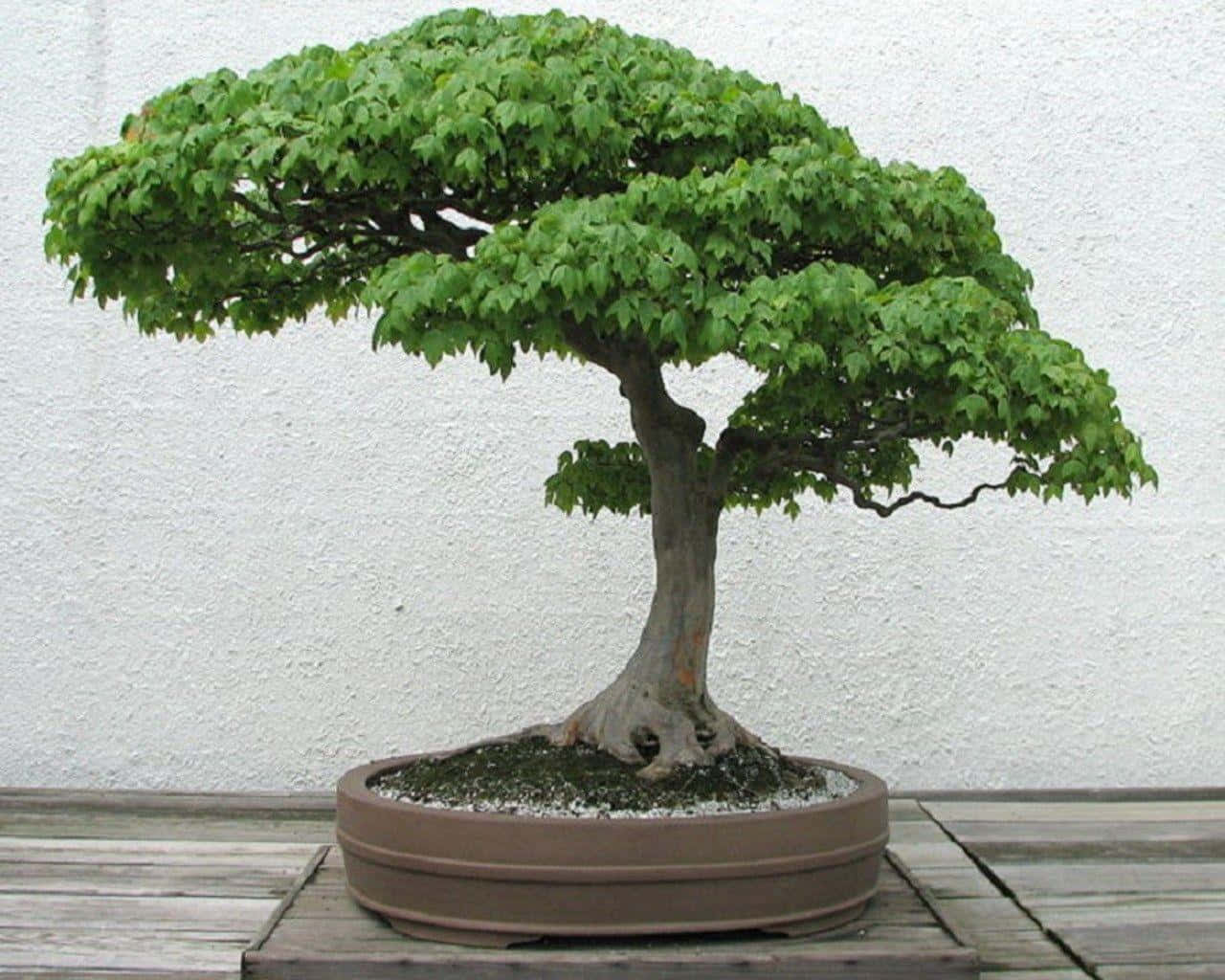 "An Ancient Art Form Lives On - A Bonsai Tree Stands Tall"