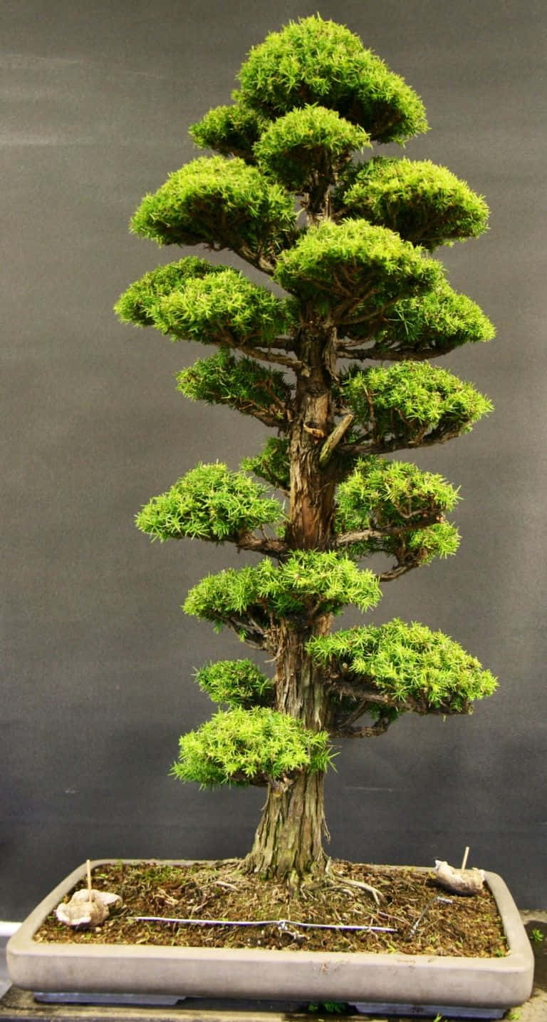 Look at the intricate beauty of this bonsai tree