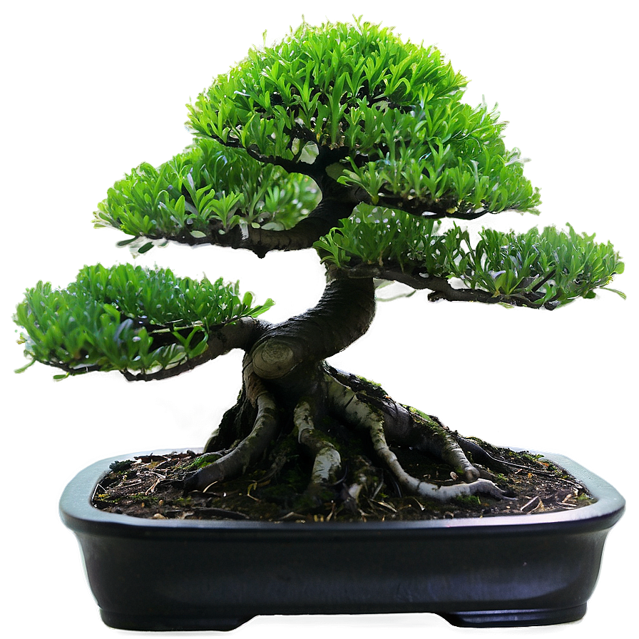 [100+] Bonsai Tree Png Images | Wallpapers.com