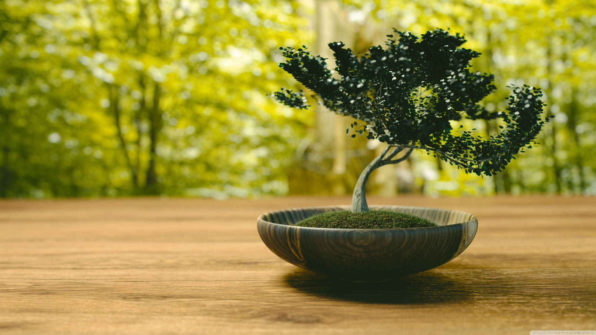 Bonsai Tree Slanting Style Tiny Plant Photography Wallpaper