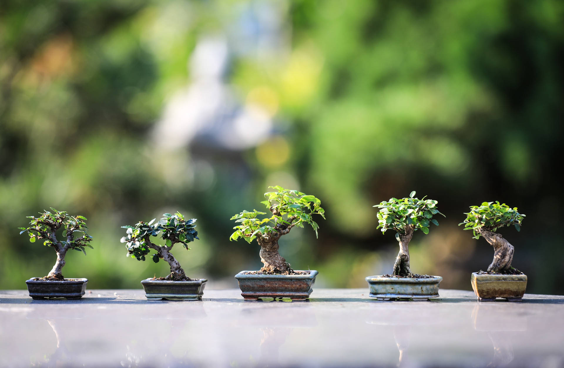 Bonsai Tree Tiny Plant Photography Wallpaper