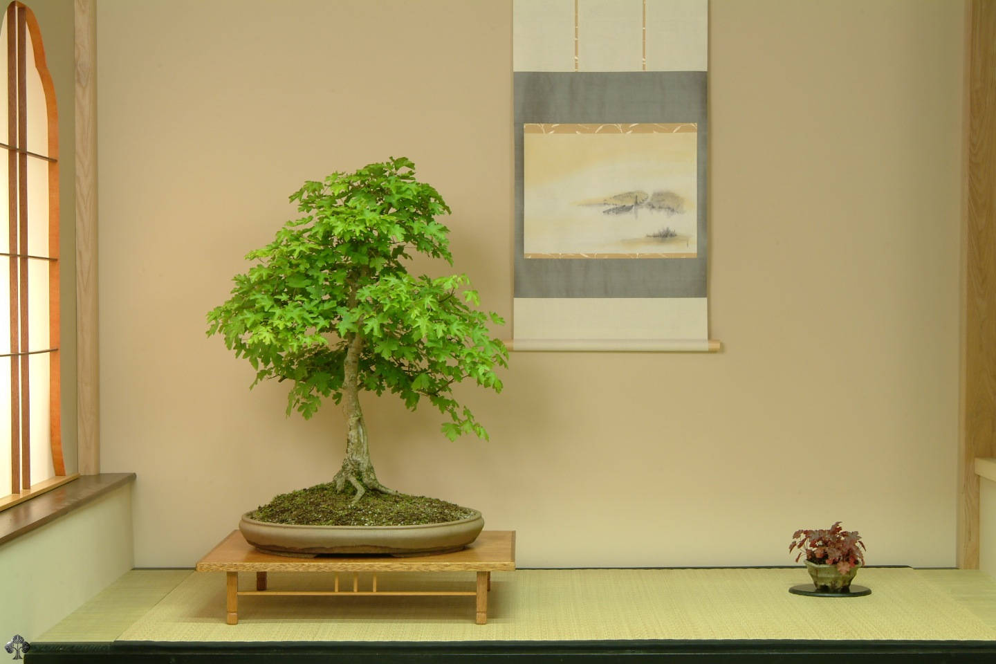 Bonsai Tree Upright Plant Photography Wallpaper