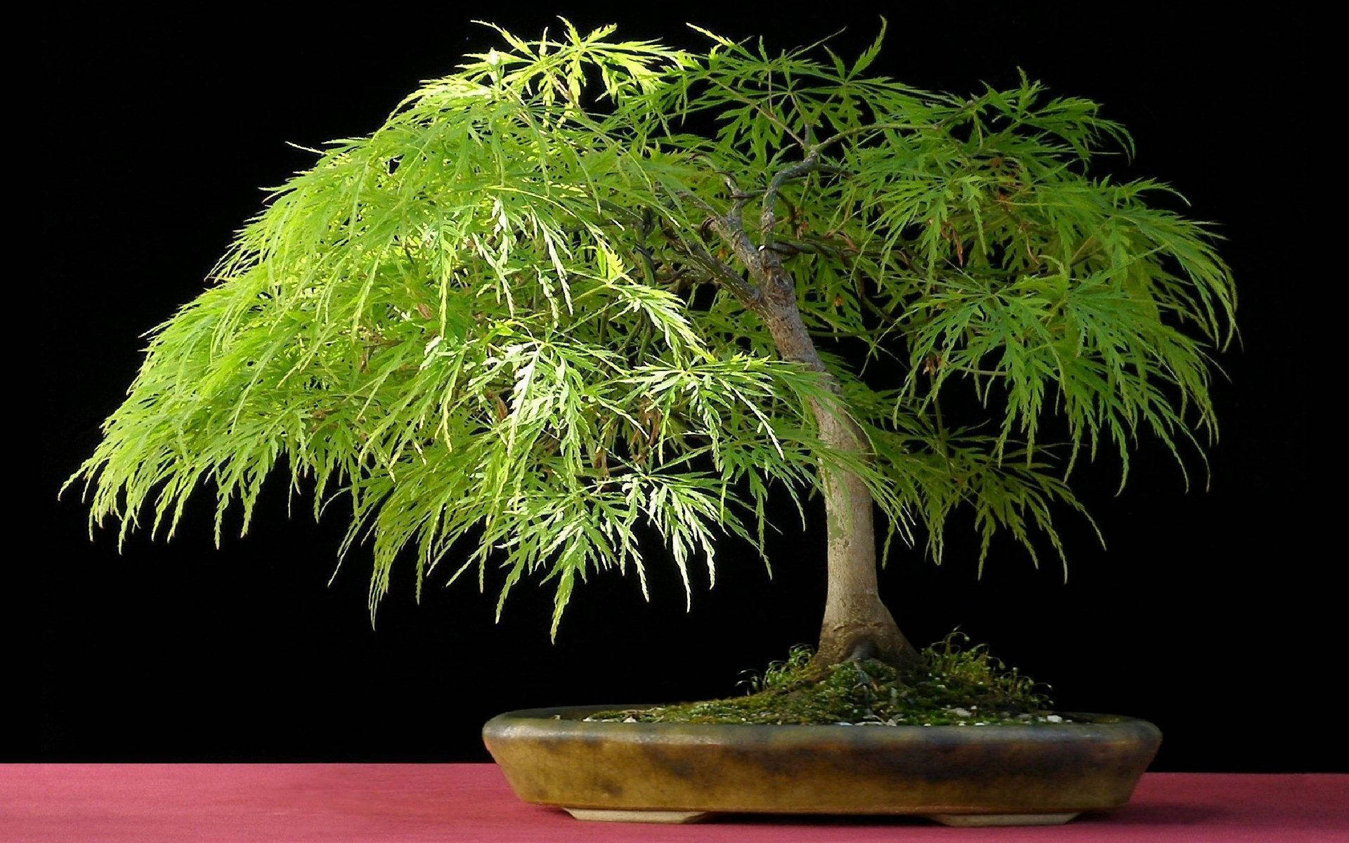 Bonsai Tree Weeping Style Tiny Plant Photography Wallpaper