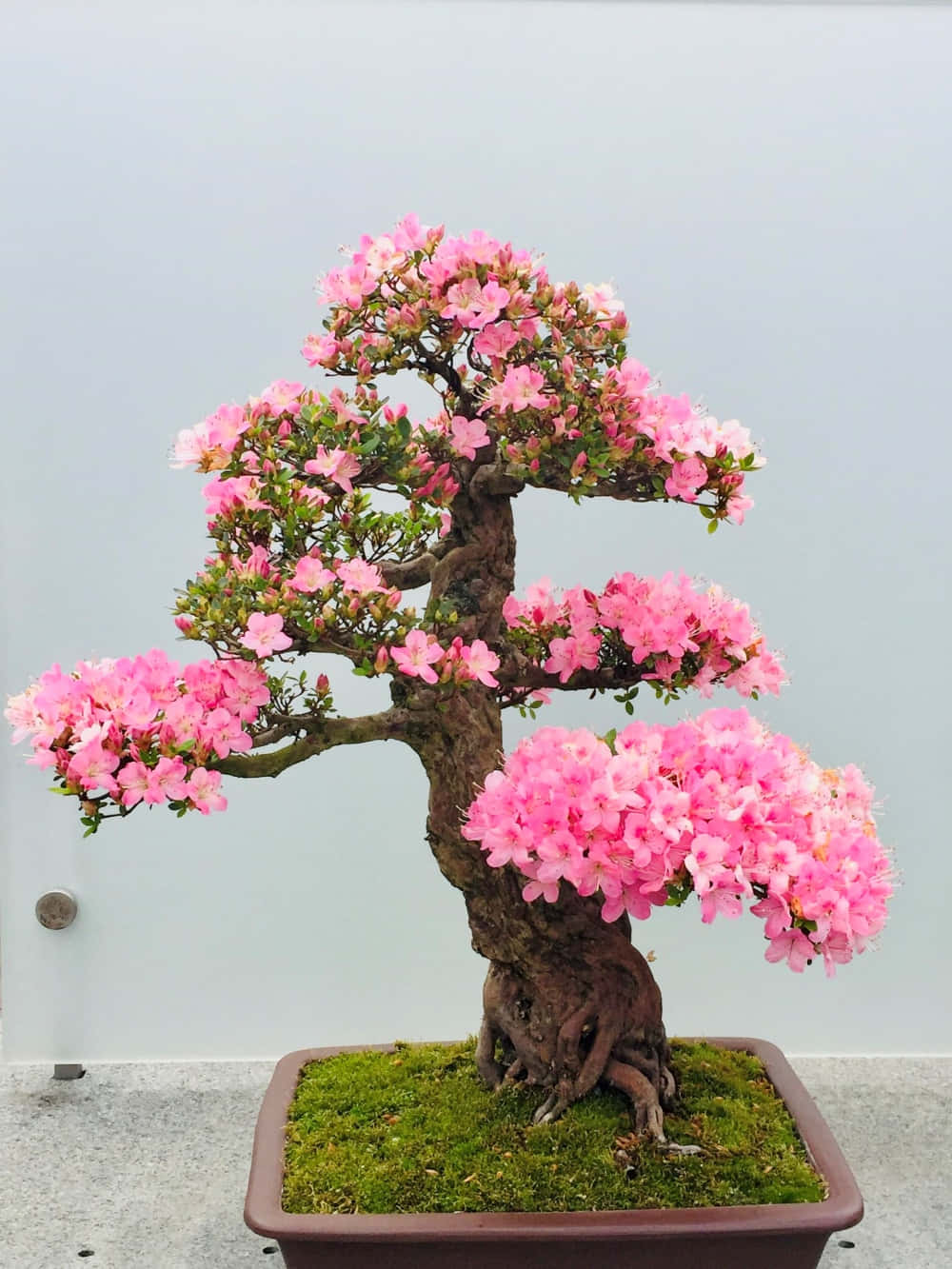 A Bonsai Tree With Pink Flowers In A Pot