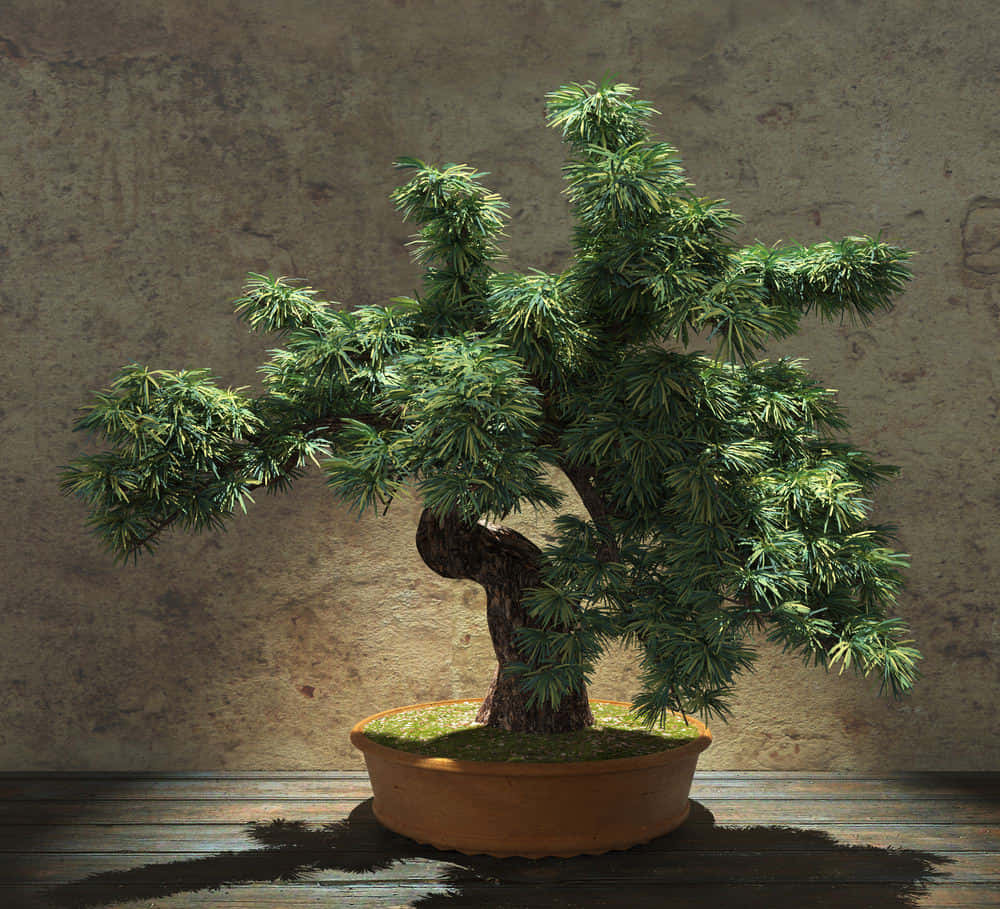 A Bonsai Tree In A Pot