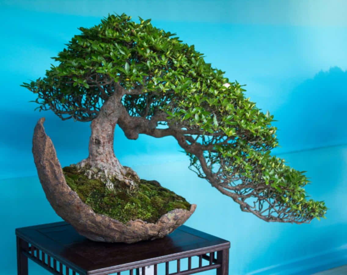 Image  Nature’s Miniature Trees | Bonsai Trees