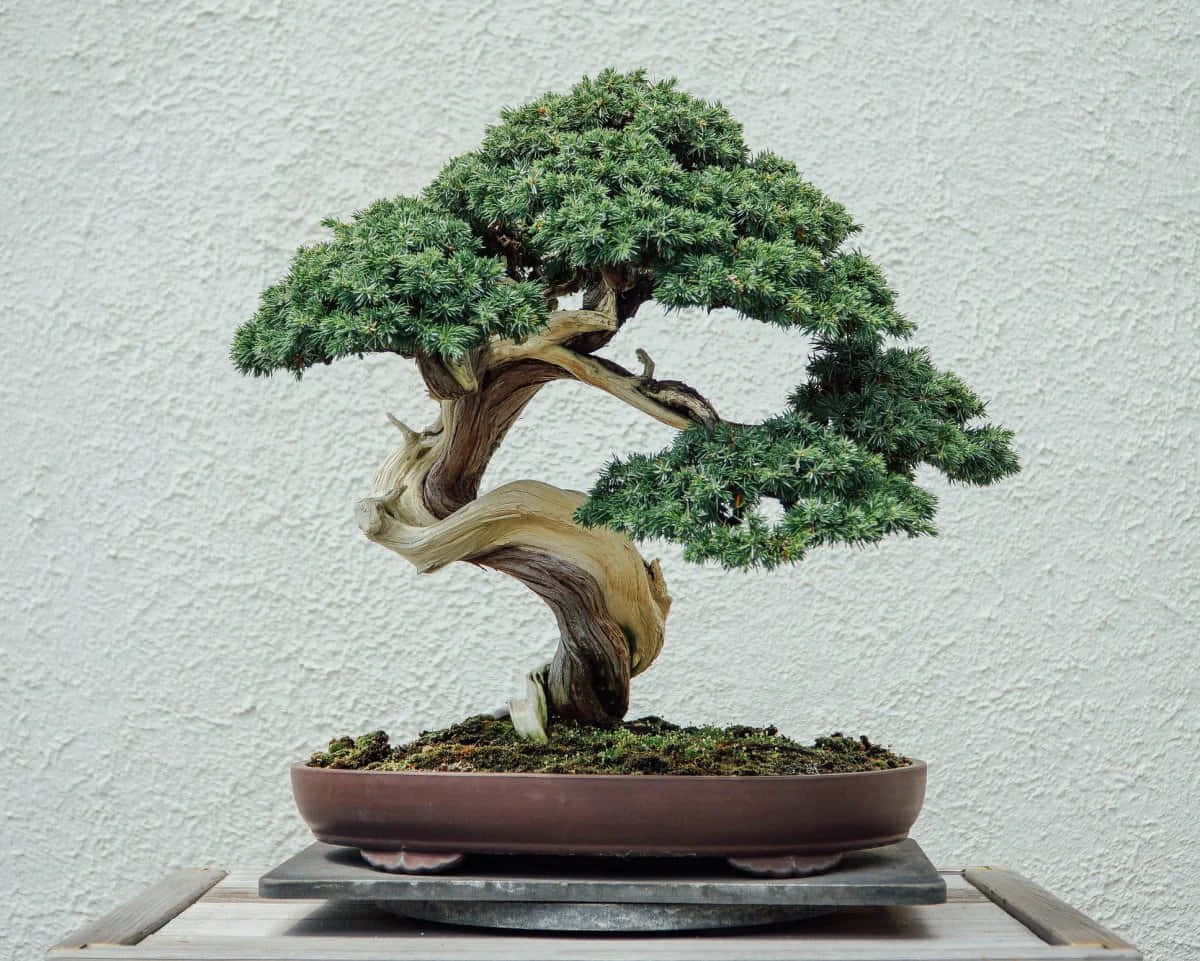 A Bonsai Tree Is Sitting On A Table