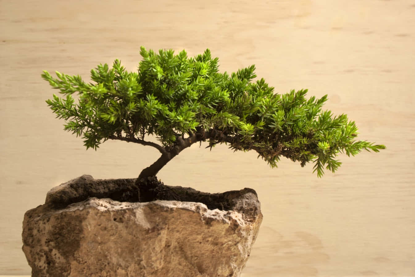 "A Group Of Artfully Trimmed Bonsai Trees"