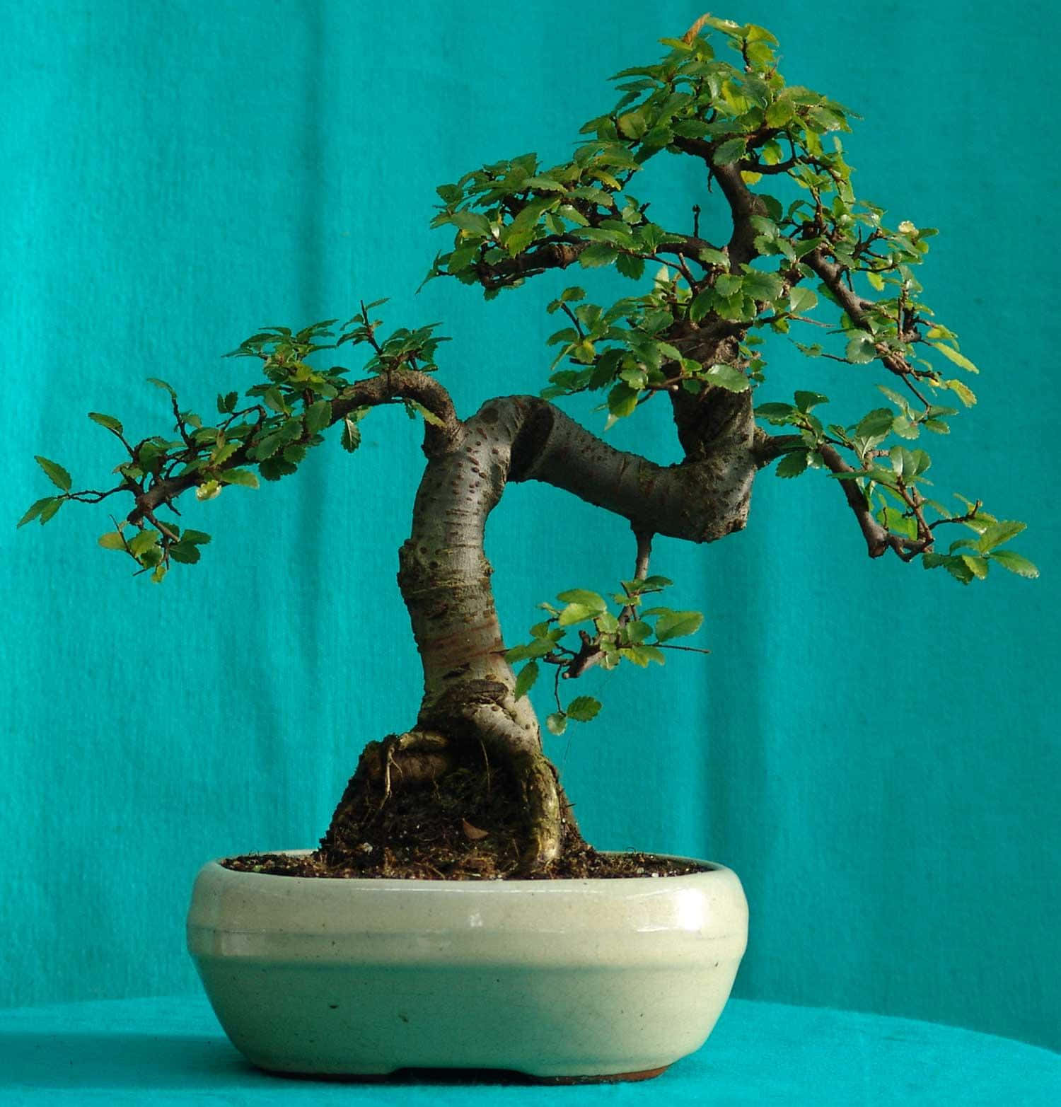 A Small Bonsai Tree In A Pot On A Blue Background