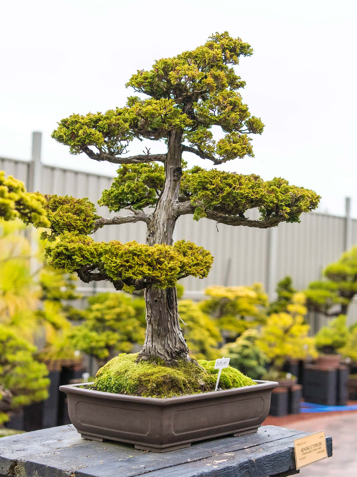 A Bonsai Tree In A Small Pot On Display