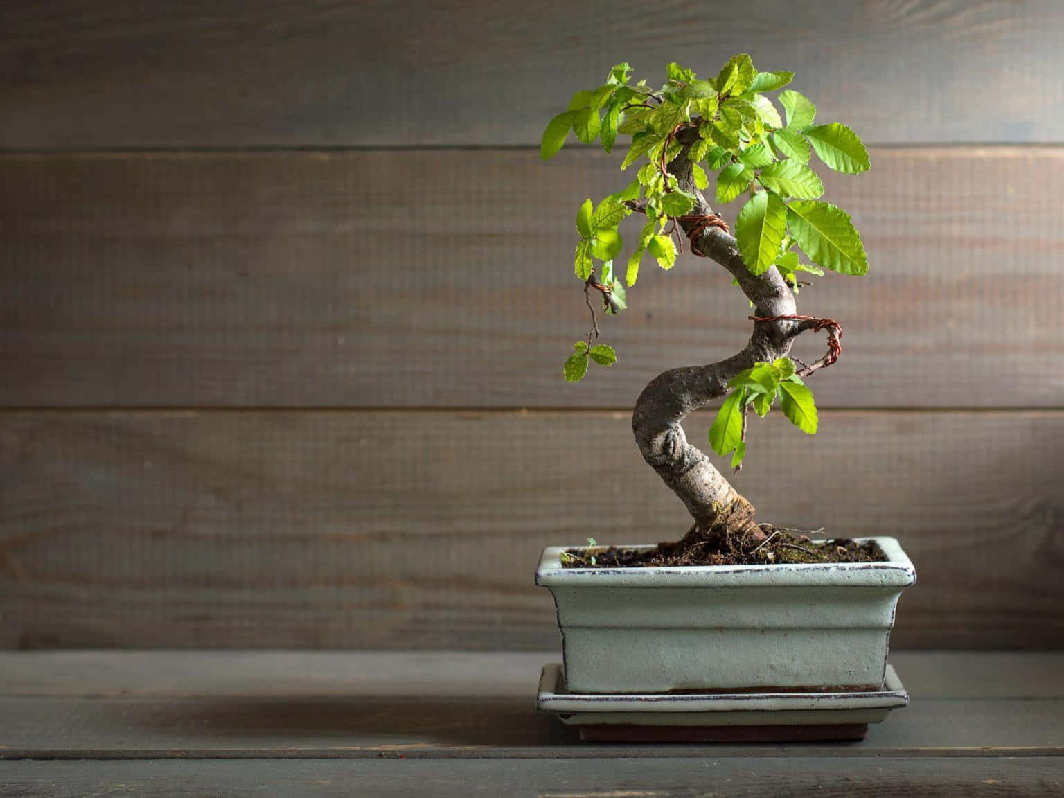 A Small Bonsai Tree In A Pot On A Wooden Table