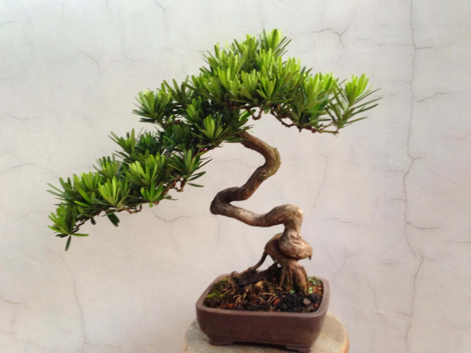 A Bonsai Tree On A Wooden Stand