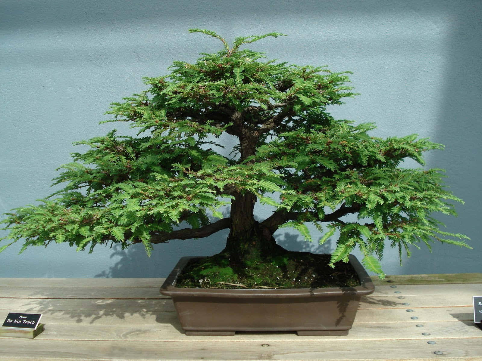 A Small Bonsai Tree On Display