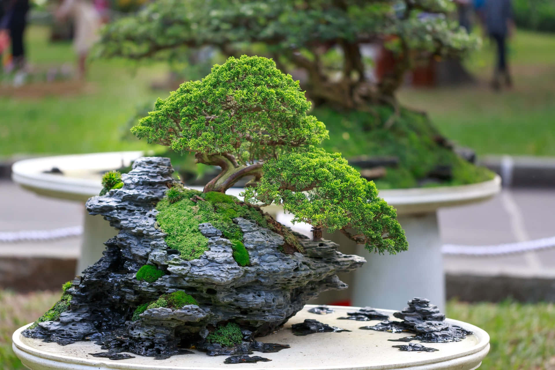 Nature's Artwork - Bonsai Trees