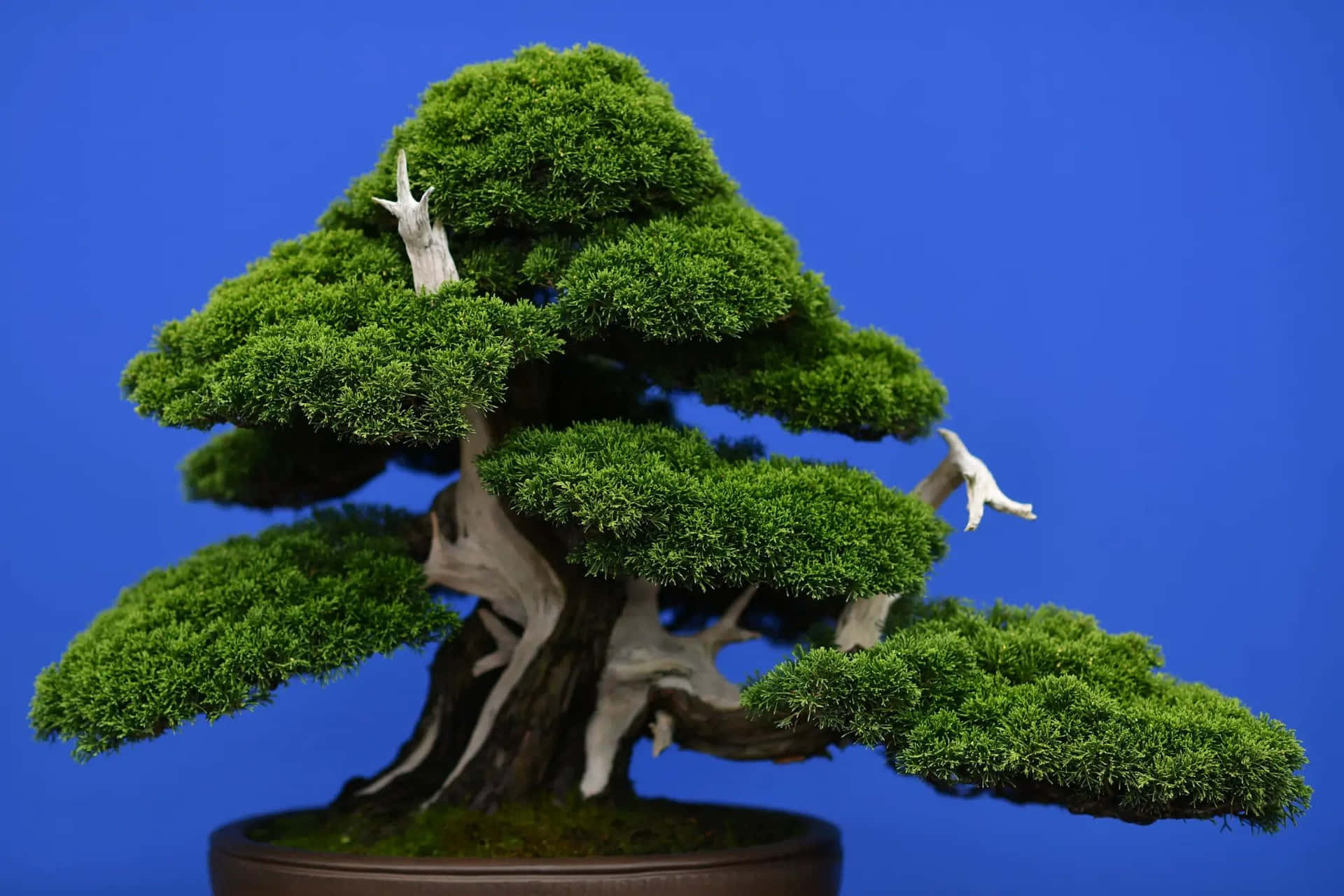 Discover a surreal world of beauty from this majestic bonsai tree.