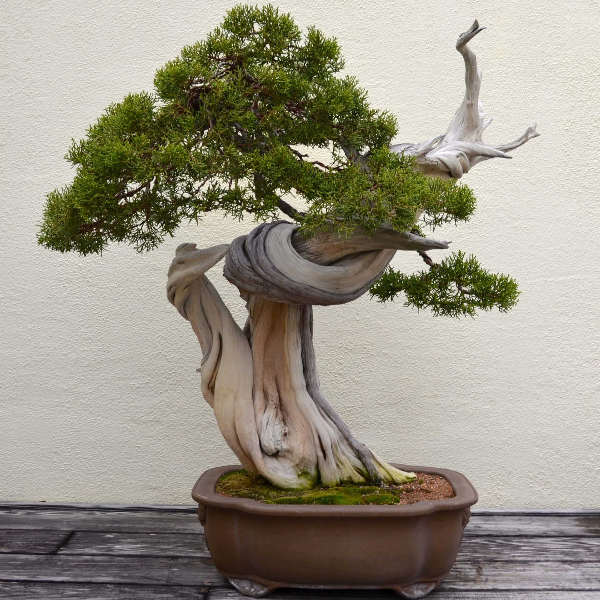 A Bonsai Tree In A Pot On A Wooden Table