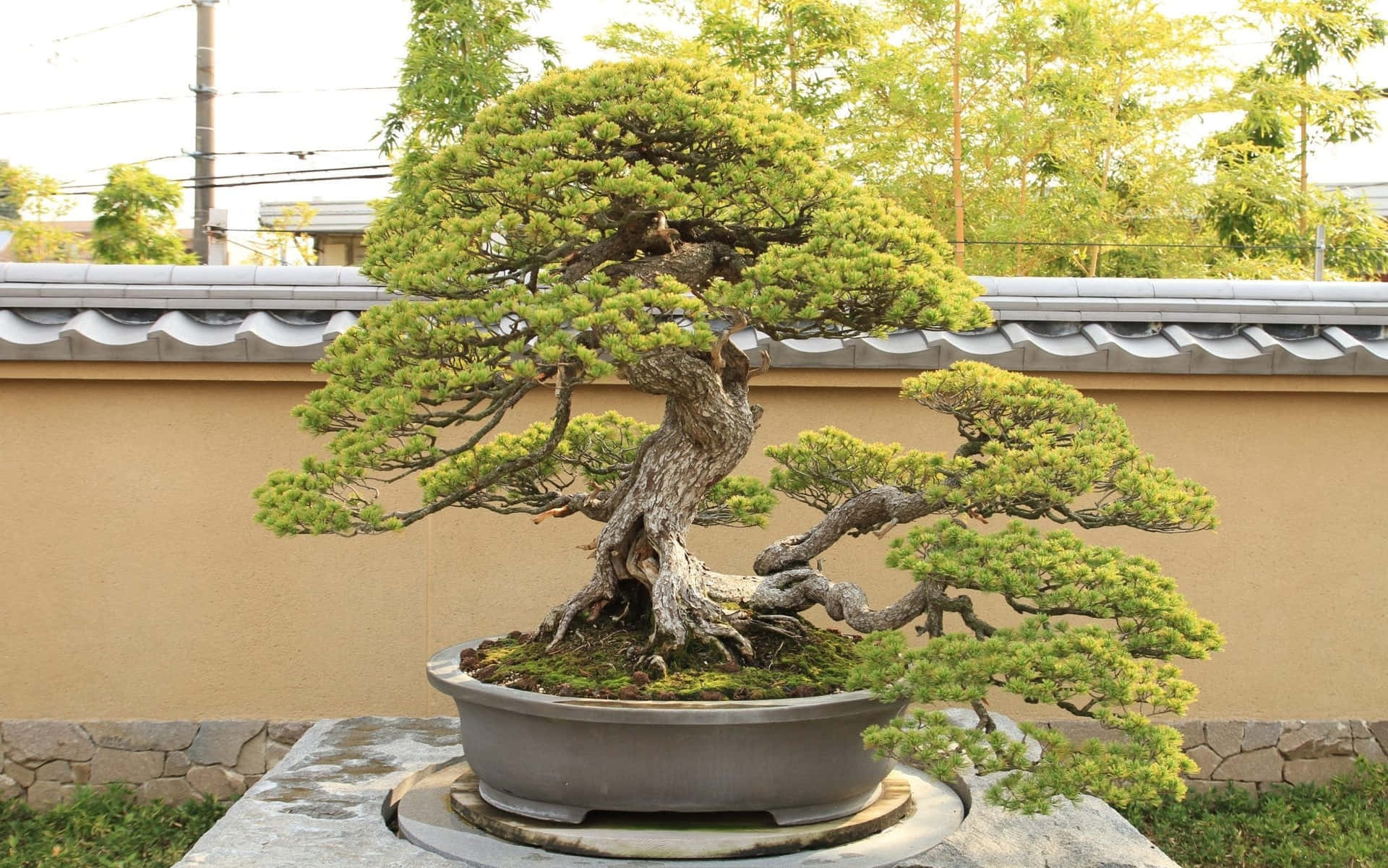 A Blend of Art and Nature - Bonsai Trees