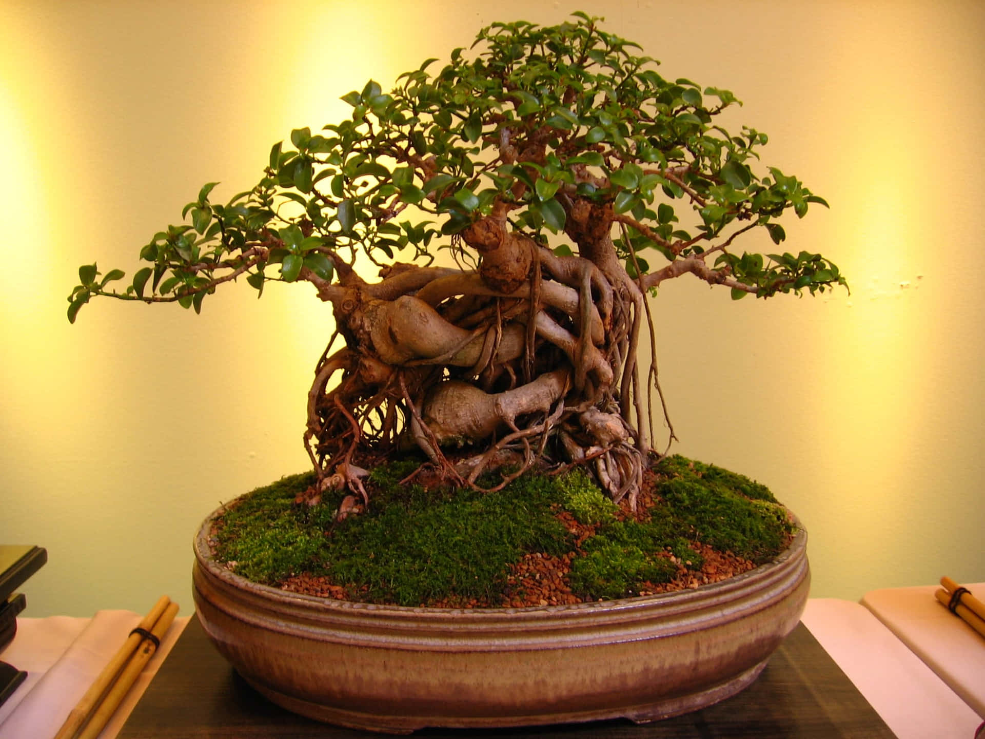 Gaze Into Nature's Beauty With Miniature Bonsai Trees